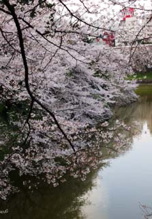 photo,material,free,landscape,picture,stock photo,Creative Commons,A cherry tree to a moat, cherry tree, , , Yoshino cherry tree