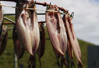 photo,material,free,landscape,picture,stock photo,Creative Commons,The Atka mackerel which turns around, fish, dried fish, , Atkmackerel