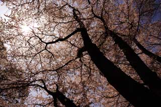 photo,material,free,landscape,picture,stock photo,Creative Commons,A silhouette of a roof of a cherry tree, cherry tree, petal, , 