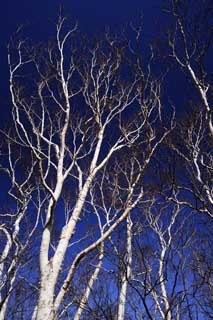 photo,material,free,landscape,picture,stock photo,Creative Commons,A blood vessel of a blue sky, , white birch, White birch, blue sky