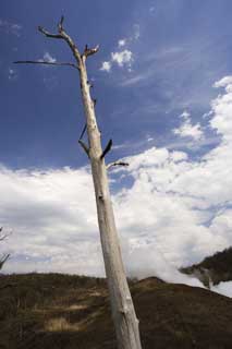 photo,material,free,landscape,picture,stock photo,Creative Commons,I die and am still high, Eruption, disaster, dead tree, 