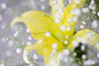 photo,material,free,landscape,picture,stock photo,Creative Commons,The haze grass which dances in a lily, lily, , , Kasumi grass