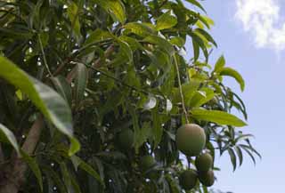 photo,material,free,landscape,picture,stock photo,Creative Commons,A mango, mango, tropical plant, Tropical, Fruit