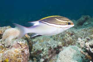 photo,material,free,landscape,picture,stock photo,Creative Commons,There is a stripe, and it is tropical fish, coral reef, Tropical fish, Ishigaki-jimIsland, Okinawa