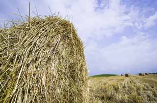 photo,material,free,landscape,picture,stock photo,Creative Commons,A grass roll, grass roll, Straw, , Feed