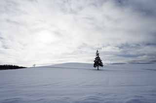 photo,material,free,landscape,picture,stock photo,Creative Commons,A snowy field of a Christmas tree, snowy field, cloud, tree, blue sky