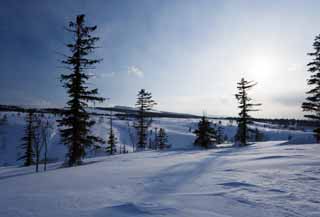 photo,material,free,landscape,picture,stock photo,Creative Commons,Trees of a snowy field, snowy field, conifer, The sun, I am cold