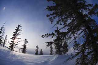 photo,material,free,landscape,picture,stock photo,Creative Commons,Trees of a snowy field, snowy field, conifer, The sun, I am cold