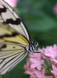 photo,material,free,landscape,picture,stock photo,Creative Commons,Big Butterfly, butterfly, , , flower