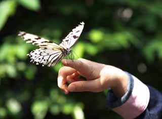 photo,material,free,landscape,picture,stock photo,Creative Commons,A girl and a butterfly, butterfly, , , flower