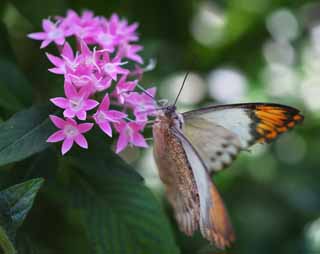 photo,material,free,landscape,picture,stock photo,Creative Commons,A meal of a butterfly, butterfly, , , flower