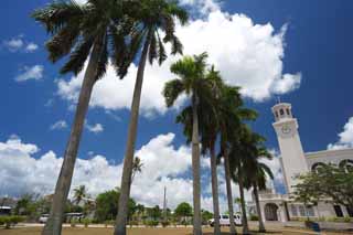 photo,material,free,landscape,picture,stock photo,Creative Commons,It is a coconut tree in a sanctuary, Lasi, palm, coconut tree, The Catholic Church