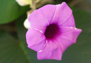 photo,material,free,landscape,picture,stock photo,Creative Commons,A purple flower, Purplish red, flower, The tropical zone, Bangkok