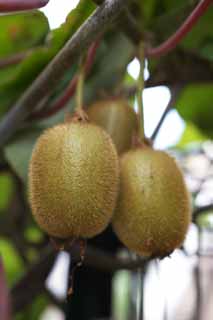 photo,material,free,landscape,picture,stock photo,Creative Commons,A crop of an apteryx, kiwi, An apteryx, KIWI, Fruit