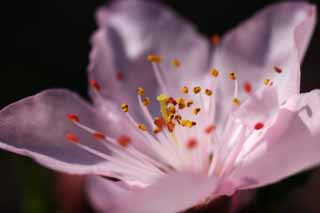 photo,material,free,landscape,picture,stock photo,Creative Commons,Pink deep breathing, peach, , , flower