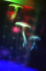 photo,material,free,landscape,picture,stock photo,Creative Commons,Night of jellyfish, sea, jellyfish, green, 