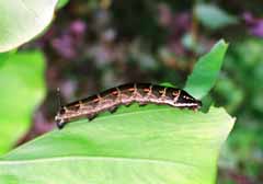 photo,material,free,landscape,picture,stock photo,Creative Commons,Big caterpillar, caterpillar, leave, brown, 