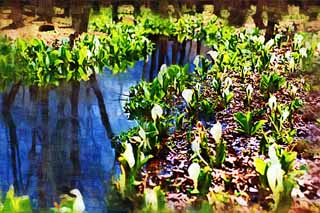 illustration,material,free,landscape,picture,painting,color pencil,crayon,drawing,Skunk Cabbage waterside, White Arum, To tropical ginger, Skunk Cabbage, Marshland