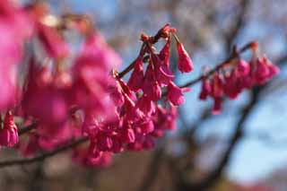 photo,material,free,landscape,picture,stock photo,Creative Commons,Scarlet cold cherry, Kan knee KURA, Cherry, Sakura, Scarlet cold cherry