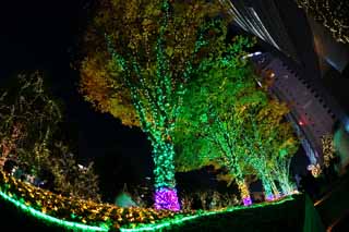 photo,material,free,landscape,picture,stock photo,Creative Commons,Shinjuku at night, Promenades, End of the year, RANBURINGUTERASU, Illumination