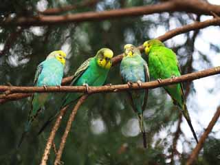 photo,material,free,landscape,picture,stock photo,Creative Commons,Budgerigar, Parakeet, This meteoric, , Wing