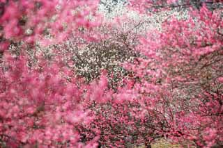 photo,material,free,landscape,picture,stock photo,Creative Commons,Plum Orchard's Red Plum Flower, UME, Plums, Plum, Branch