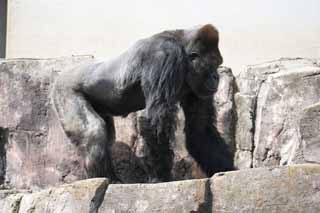 photo,material,free,landscape,picture,stock photo,Creative Commons,Gorilla, They GORI, Gorilla, Hominid, Silverback