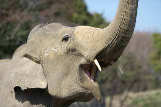 photo,material,free,landscape,picture,stock photo,Creative Commons,Asian elephant, The Elephant, Elephant, , Long nose