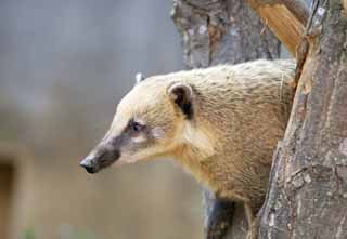 photo,material,free,landscape,picture,stock photo,Creative Commons,Nasua nasua, Raccoon, The bear's nose, Coati, Flowing tail