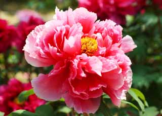 photo,material,free,landscape,picture,stock photo,Creative Commons,The peony of Hase-dera Temple, peony, button, , Mitera of the flower