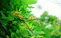 photo,material,free,landscape,picture,stock photo,Creative Commons,Growing wisteria vine, green, tender green, , 