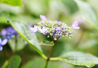 photo,material,free,landscape,picture,stock photo,Creative Commons,Hydrangea macrophylla, hydrangea, , , The rainy season