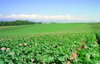 photo,material,free,landscape,picture,stock photo,Creative Commons,Perpetual potato field, cloud, field, green, blue sky