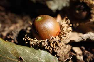 photo,material,free,landscape,picture,stock photo,Creative Commons,An oak, An acorn, , , 