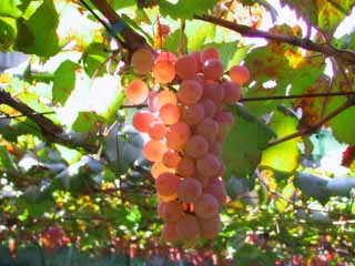 photo,material,free,landscape,picture,stock photo,Creative Commons,Ripened grapes, grape, red, green, fruit