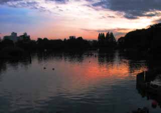 photo,material,free,landscape,picture,stock photo,Creative Commons,Sunset at Senzoku Pond, red, blue, pond, 