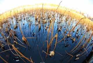 photo,material,free,landscape,picture,stock photo,Creative Commons,The sadness of the lotus, dead leaf, Blue, duck, Empty sadness