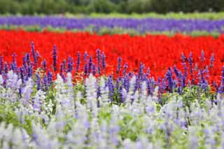 photo,material,free,landscape,picture,stock photo,Creative Commons,A flower garden of Furano, flower garden, sage, I am pretty, Fantasy