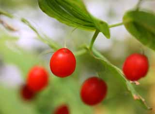 photo,material,free,landscape,picture,stock photo,Creative Commons,A red fruit, Fruit, round fruit, Wild grass, forest