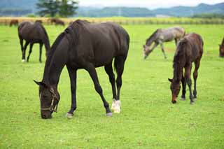 photo,material,free,landscape,picture,stock photo,Creative Commons,The living of the thoroughbred, The mane, I receive it, foal, breeding mare