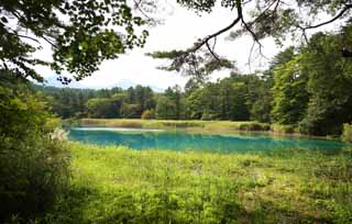 photo,material,free,landscape,picture,stock photo,Creative Commons,Aonuma, forest, pond, Azure blue, Mt. Bandai-san