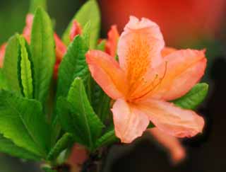 photo,material,free,landscape,picture,stock photo,Creative Commons,Azalea, Furano, flower, azalea, leave