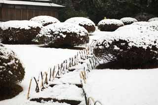 photo,material,free,landscape,picture,stock photo,Creative Commons,Meiji Shrine Imperial garden, Shinto shrine, garden plant, The Emperor, Nature