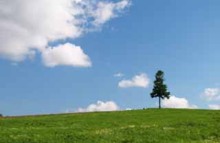 photo,material,free,landscape,picture,stock photo,Creative Commons,Standing timber in a field, grove, cloud, blue sky, tree