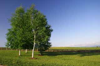 photo,material,free,landscape,picture,stock photo,Creative Commons,Sky of birches, birch, cloud, blue sky, blue