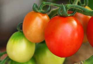 foto,tela,gratis,paisaje,fotografía,idea,Tomates en hilera, Tomate, Rojo, Verdura, 