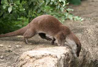 foto,tela,gratis,paisaje,fotografía,idea,Nutria, Nutria de río, , , 