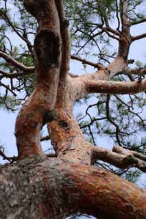 foto,tela,gratis,paisaje,fotografía,idea,Piel de pino rojo, Cielo azul, Cáscara del árbol, Rojo, Pino