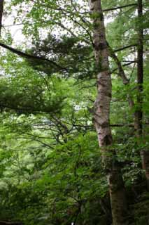 foto,tela,gratis,paisaje,fotografía,idea,Montaña de Kamikouchi., Verde, Árbol, Permiso, 