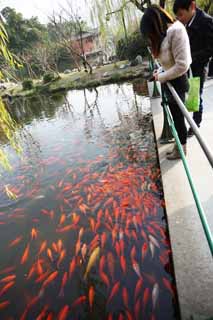 foto,tela,gratis,paisaje,fotografía,idea,Un punto de vista sobre el puerto de peces de flor, Orilla, Saiko, La superficie del agua, Peces dorados